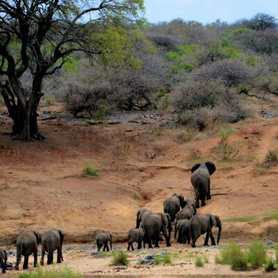 Elephants on Brown Mountain